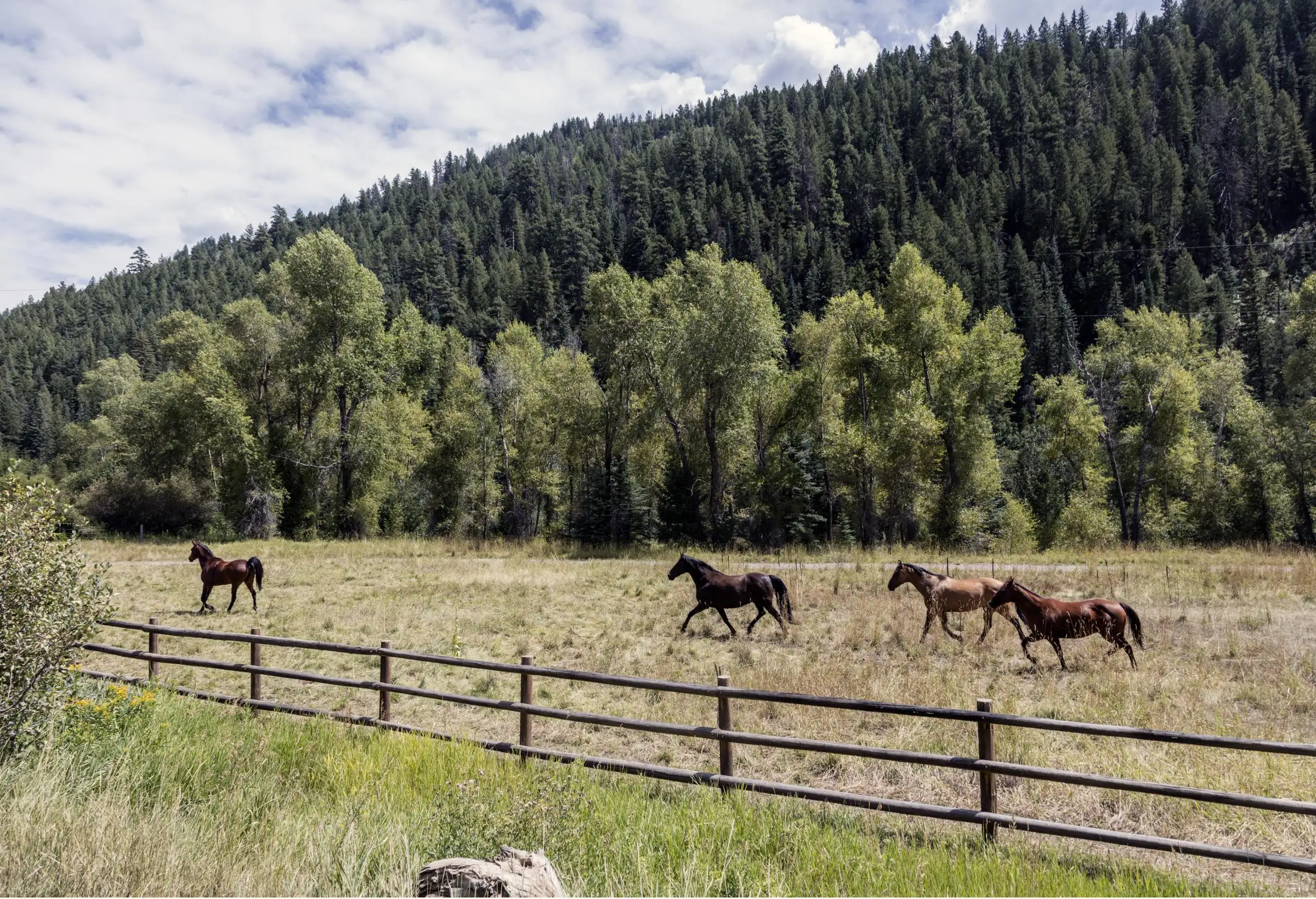 Horses crossing a fenced pasture below a forested hillside in Colorado